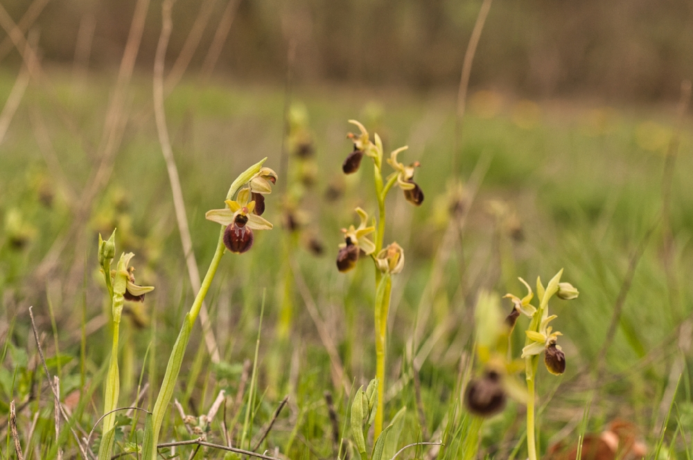 Orchidées sauvages