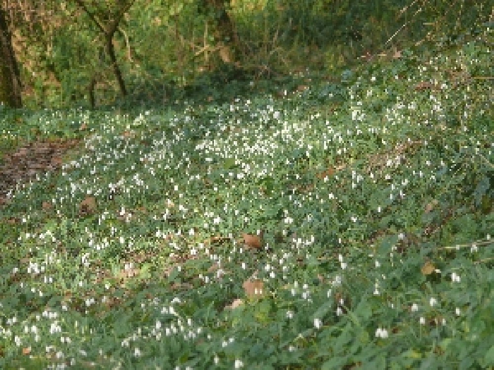 Premiers Perce-Neige