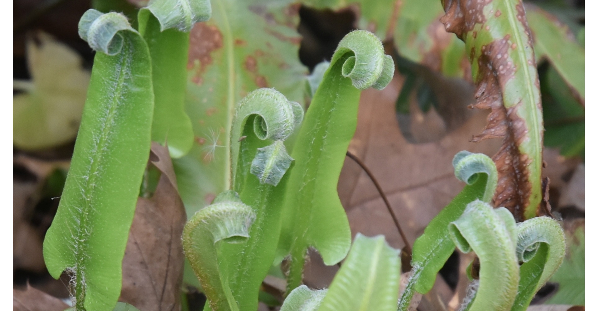 Les foires aux plantes