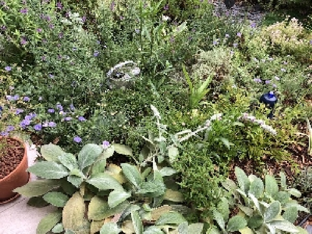 Jardin de Véronique
