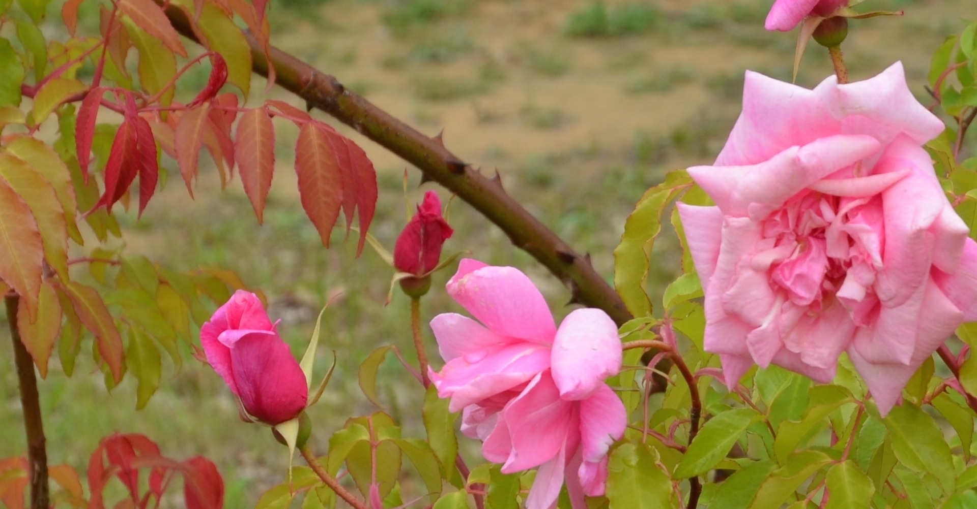 Les visites de jardins