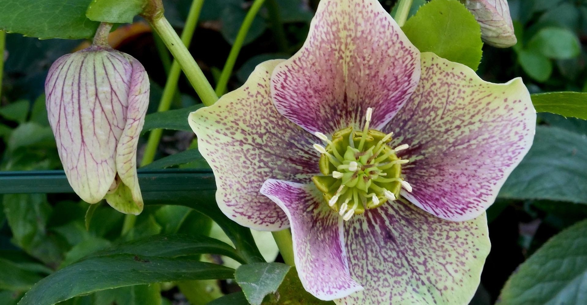 Les bourses aux plantes 