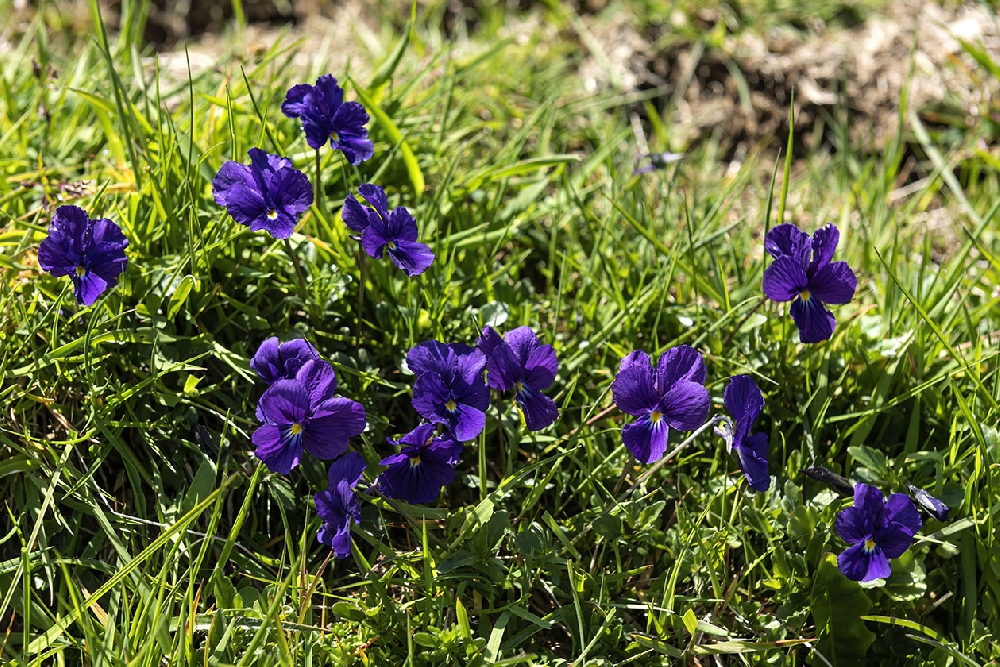 La flore du Pic de Nore