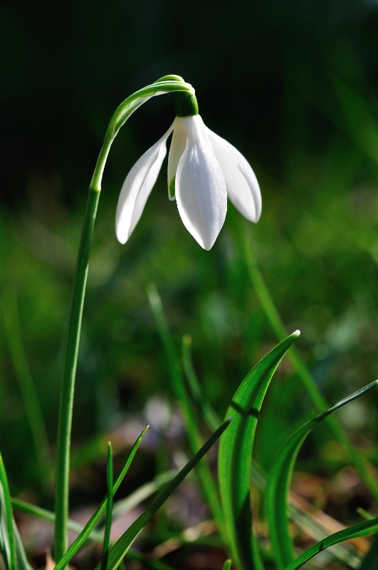 Perce neige