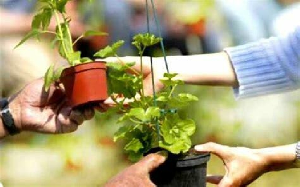 Bourses aux plantes