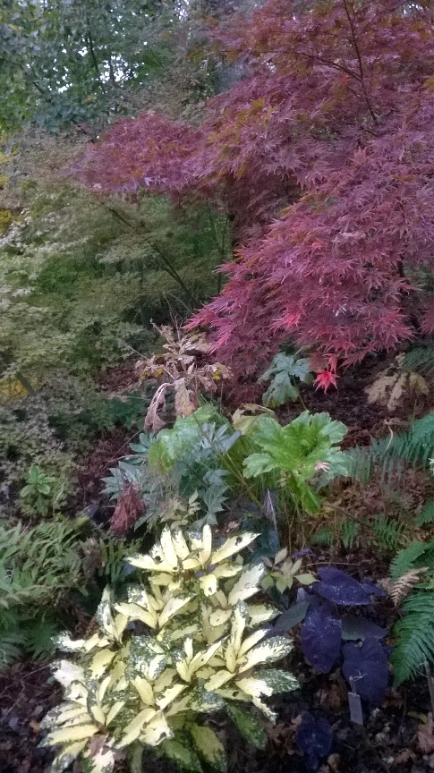 Jardin d'érable d'Agustin