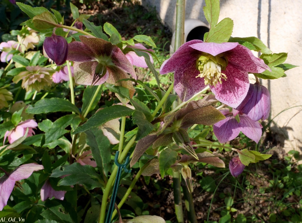 Jardin de Nadine et Pierre