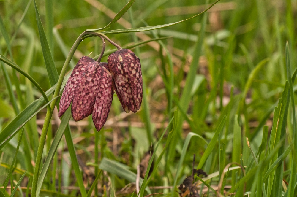 Fritillaires